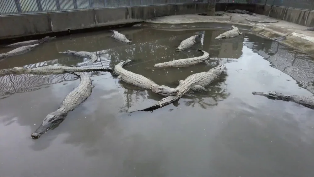 Oniyama Jigoku (Ад Демонической Горы) был ужасно парным, и к тому же (во что трудно поверить) там были крокодилы