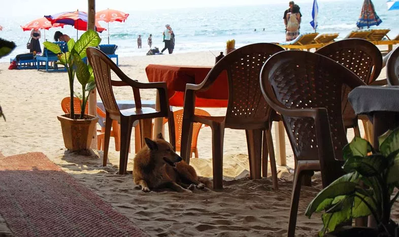 Арамболь питание