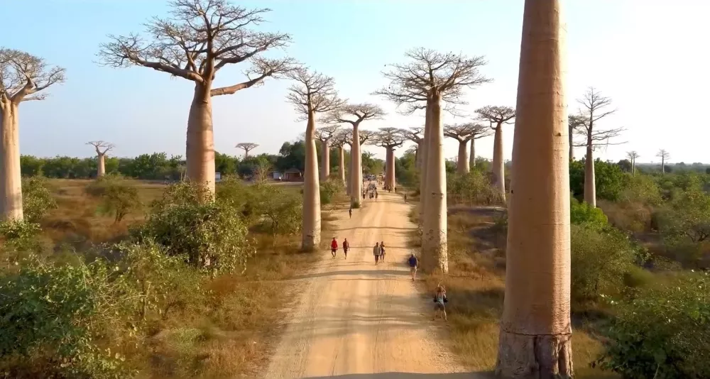 Баобабы - основные представители растительного мира Мадагаскара