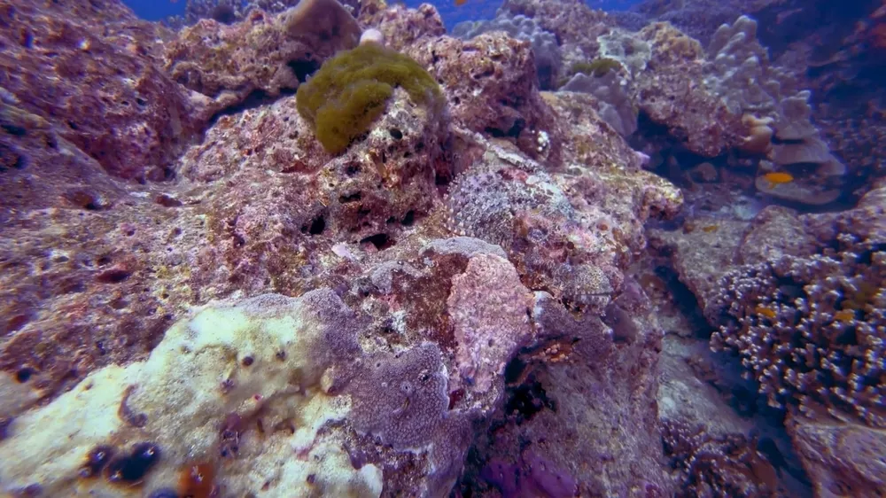 Богатство красок коралловых рифов Таиланда