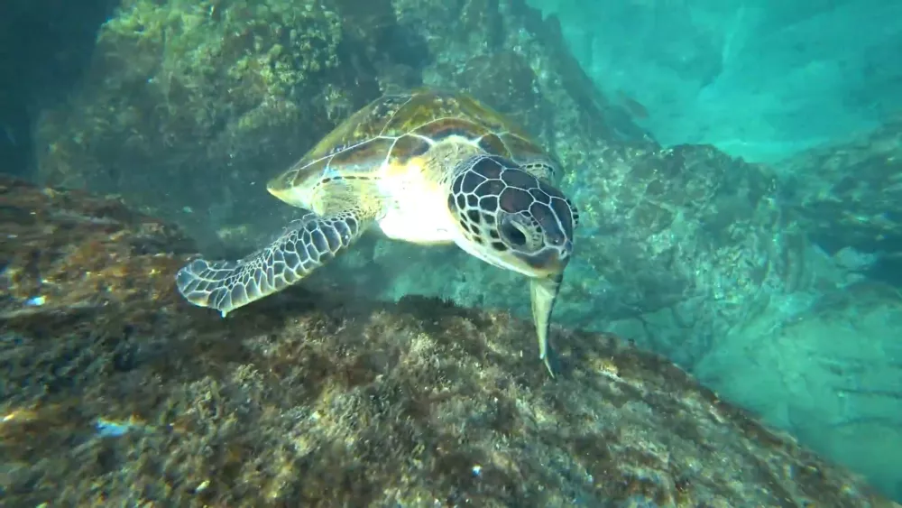 Дайвинг на коралловом рифе в Фуджейре