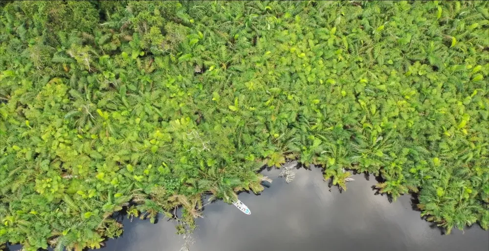 Лагуна Фернан-Ваз — большая лагуна на атлантическом побережье Габона