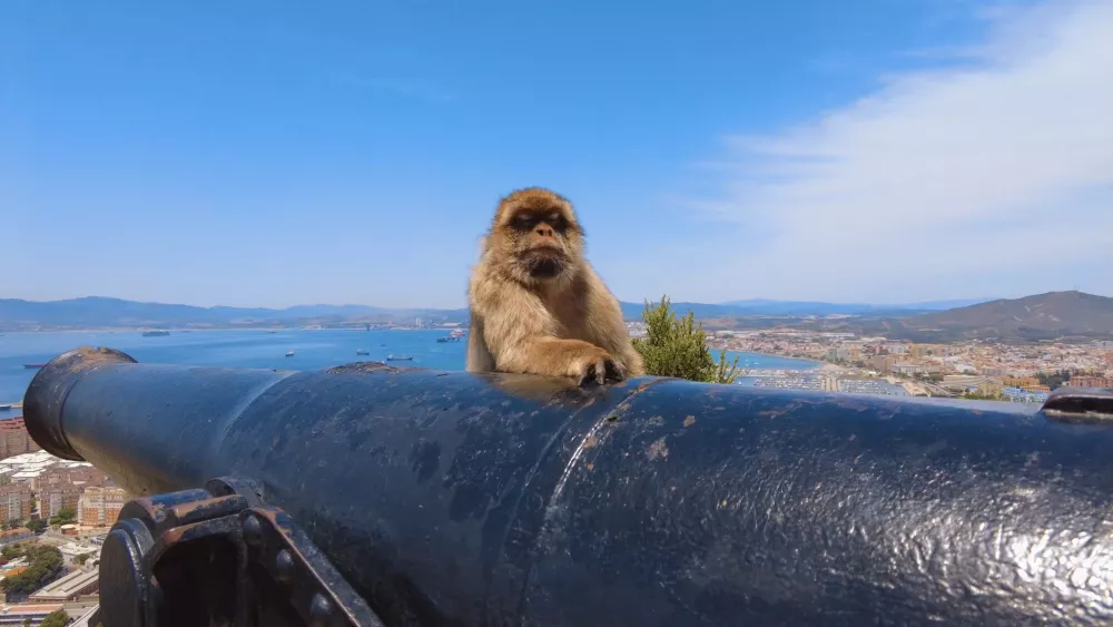 Макаки-моготы - коренные жители Гибралтара