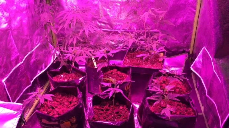 Легализация каннабиса в Уругвае