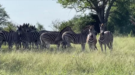 Мир без границ - Ангола