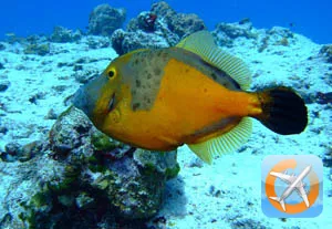 Рыба Спинорог