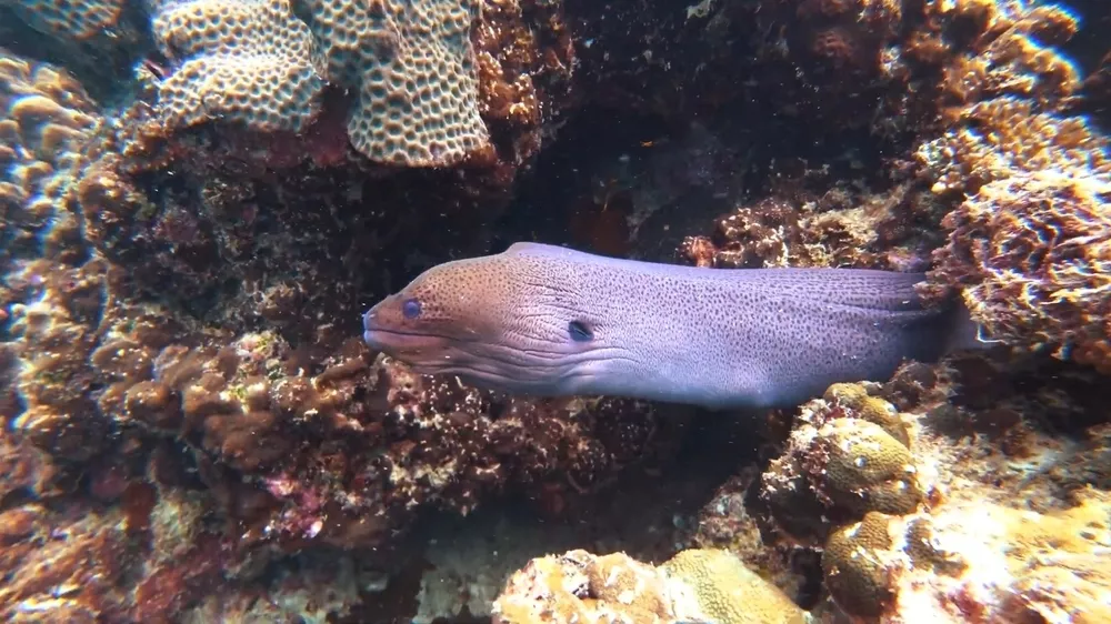 Мурена в рифах