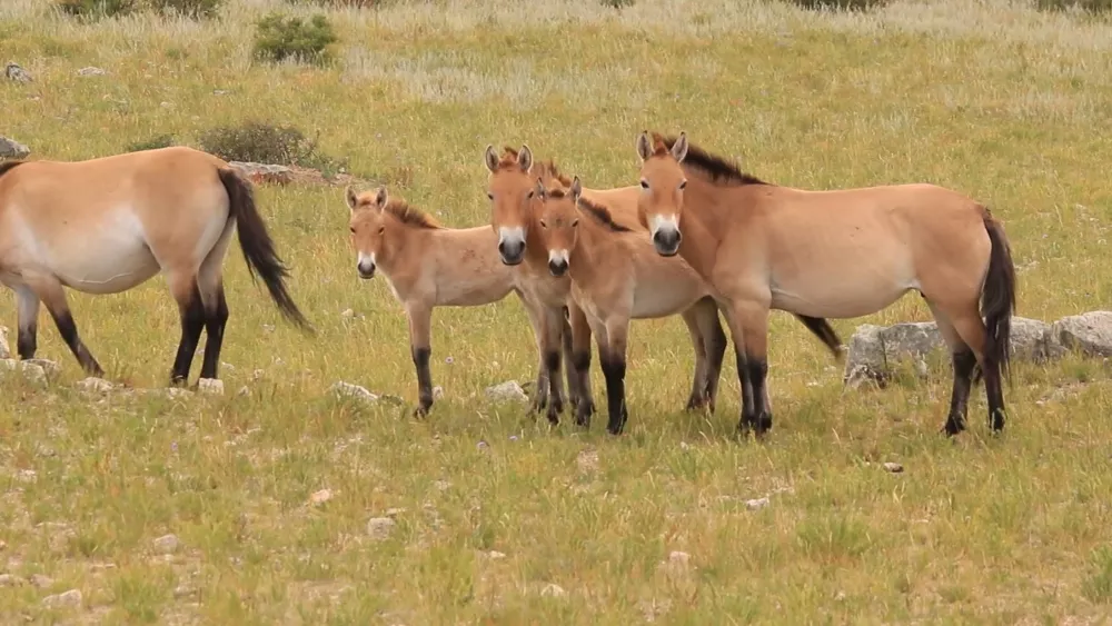 Национальный парк Хустайн Нуруу