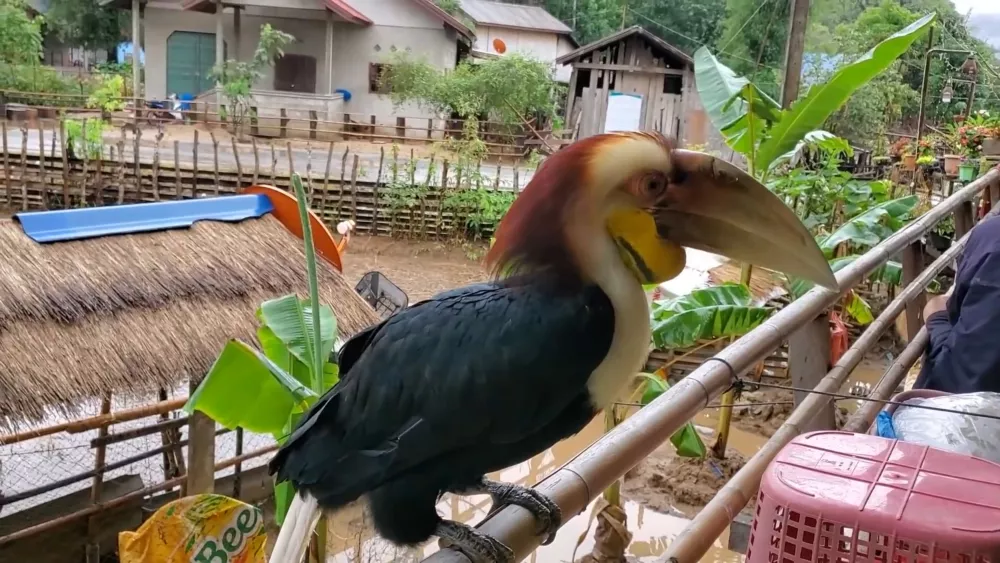 Национальный парк Фу Хин Бун - птицы в парке почти ручные