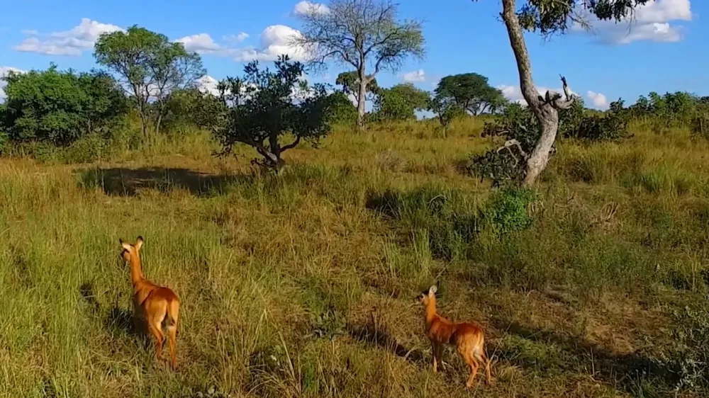 Национальный парк Кафуэ — самый большой национальный парк Замбии