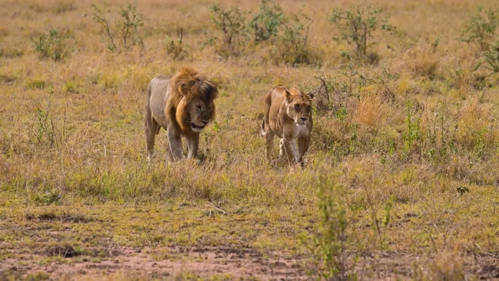 Национальный парк Серенгети