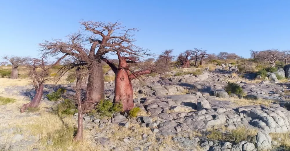 Необычная растительность и рельефы Ботсваны