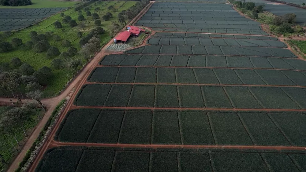 Плантации ананасов в Коста-Рике