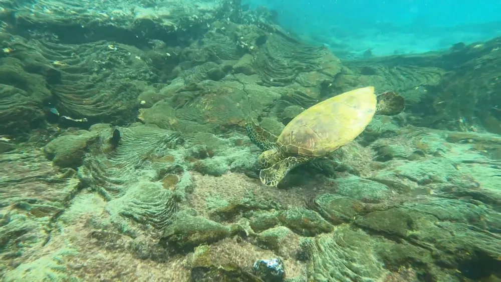 Подводный мир Галапагосских островов