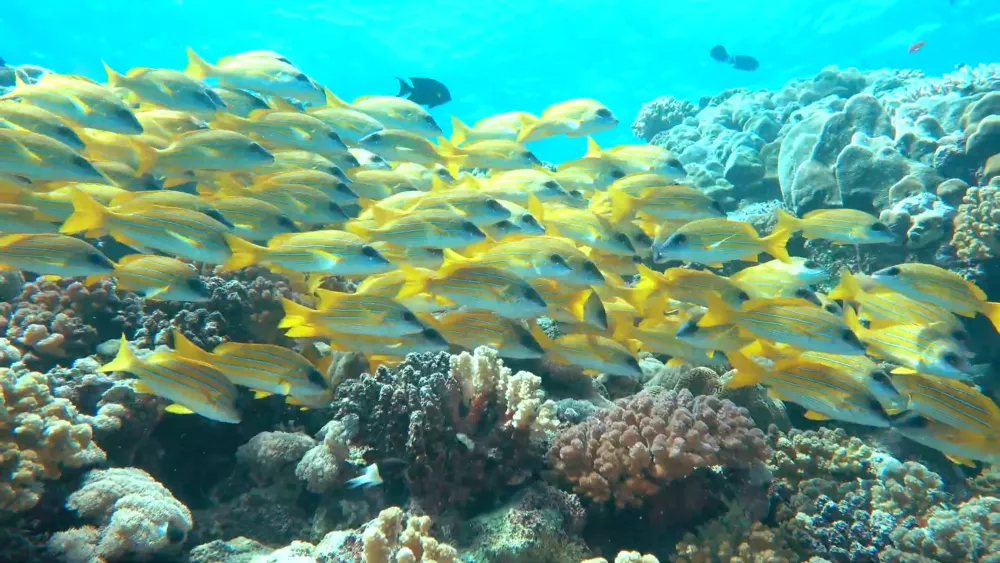 Подводный мир Судана