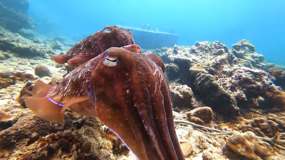 Подводный мир Таиланда