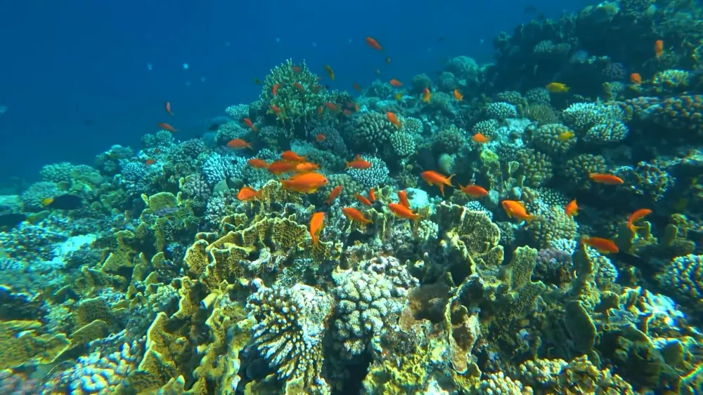 Подводный мир Египта