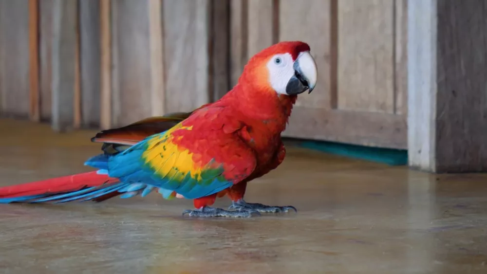 Попугаи - основные представители пернатых в Колумбии