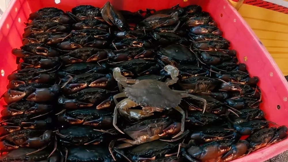 Прибарахлились на плавучем рынке