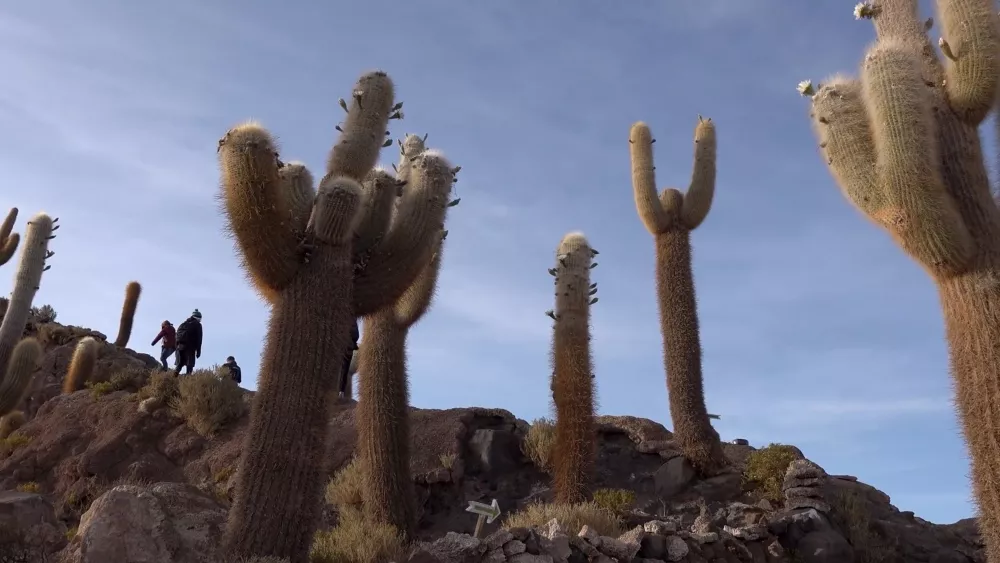 Основная растительность в окрестностях Салар де Уюни - это кактусы