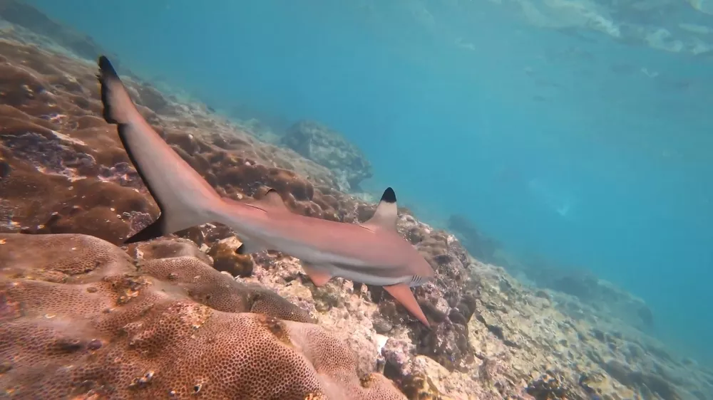 Рифовые акулы в Таиланде