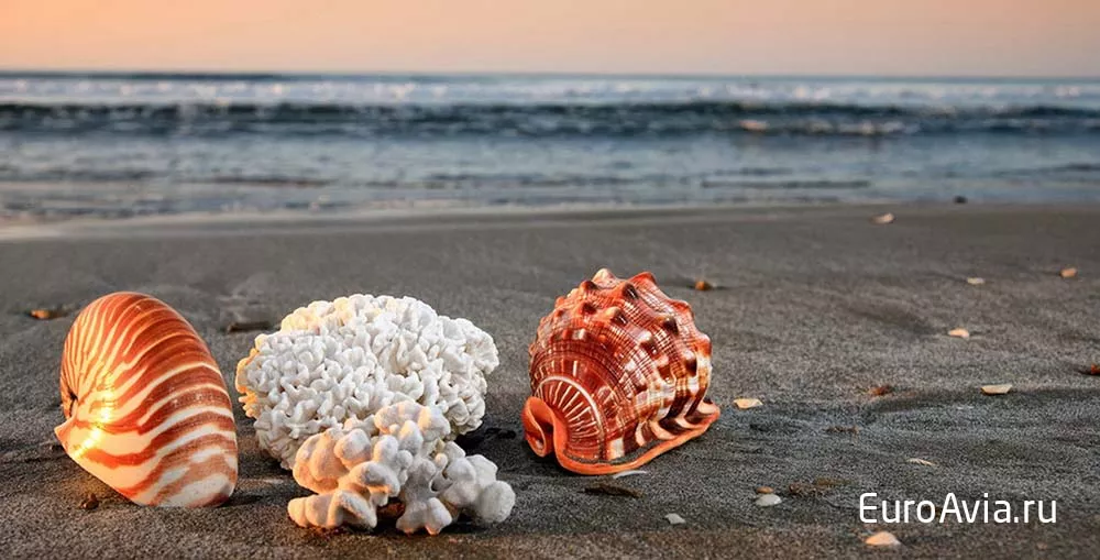 кораллы с острова Сицилия