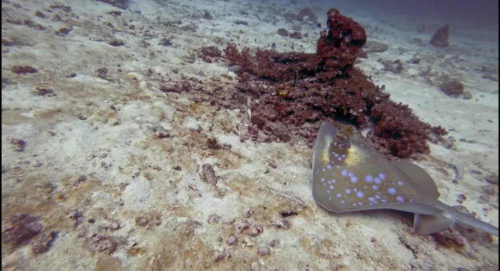 Скаты манта на коралловых рифах