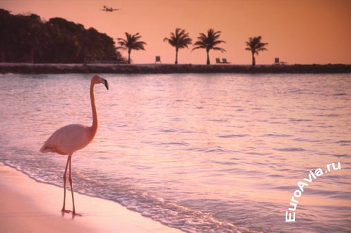 авиабилеты Reina Beatrix, Аруба