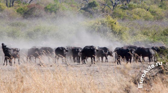 авиабилеты Selebi-Phikwe, Ботсвана