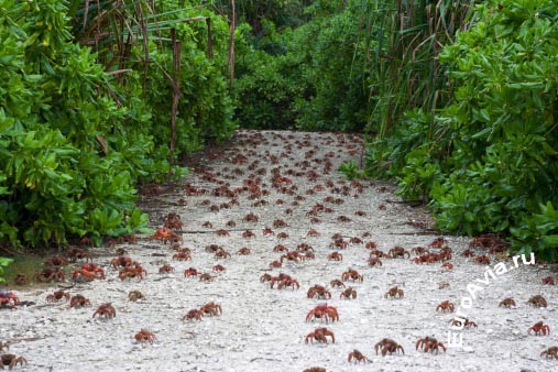 авиабилеты Christmas Island, Остров Рождества