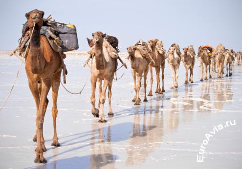 авиабилеты Ambouli, Джибути