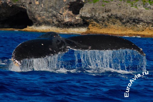 авиабилеты Hanan, Ниуэ