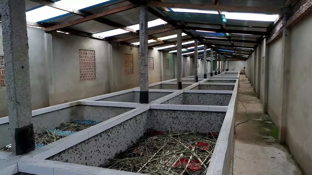 Сверчковая ферма