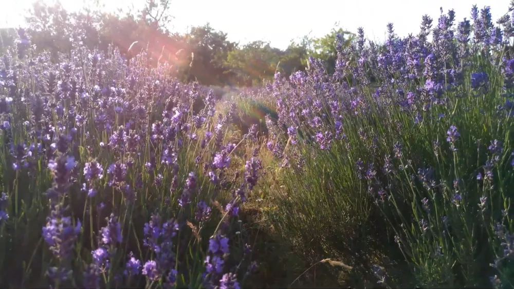 Тихань – ароматный лавандовый полуостров