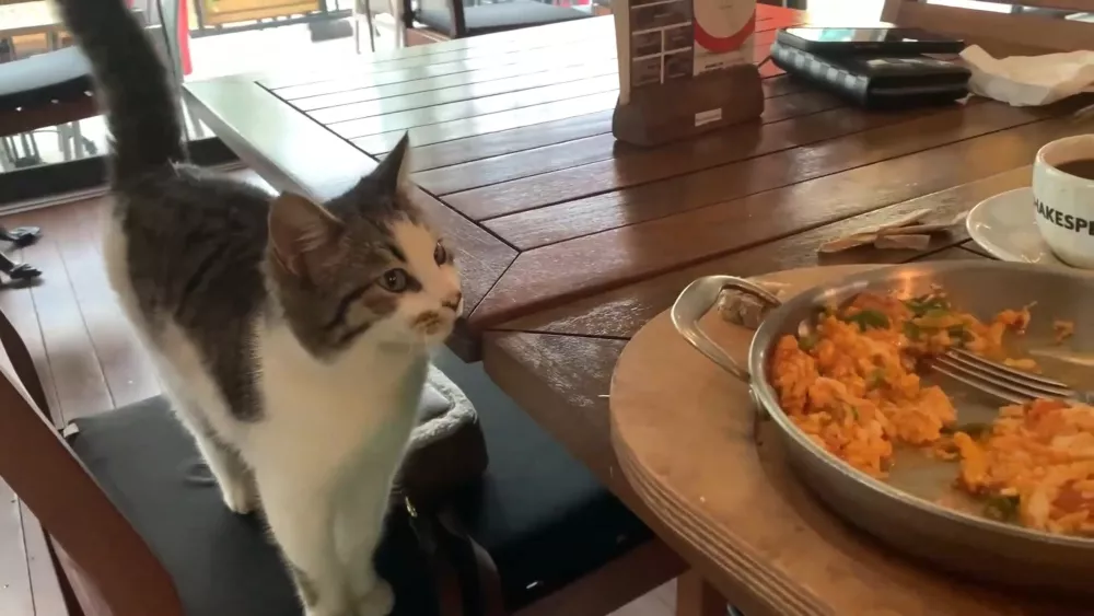 Туристы охотно подкармливают общих любимцев