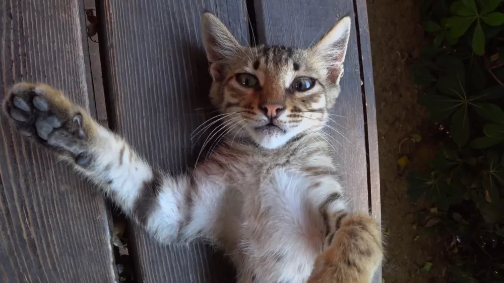 Турки (и туристы) любят кошек