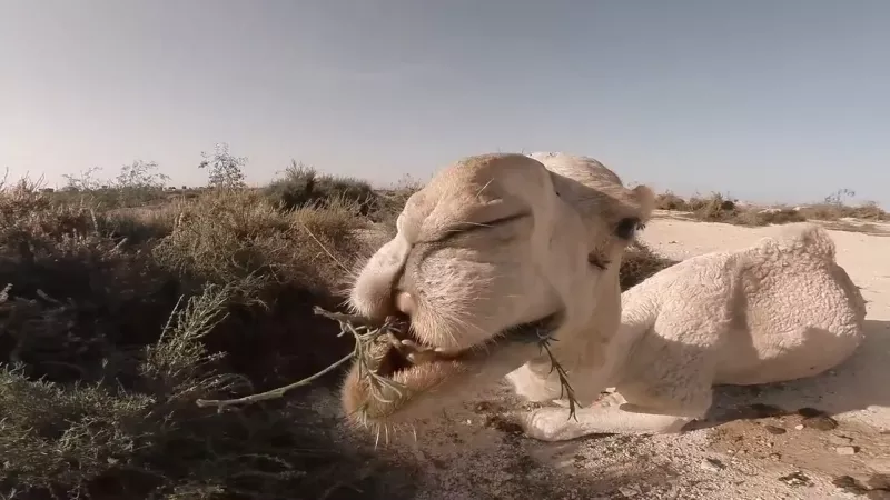 Верблюды - основной транспорт Марокко