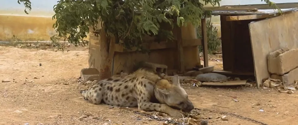 Жители Сомали настолько суровы, что у них вместо сторожевых псов на привязи гиены...